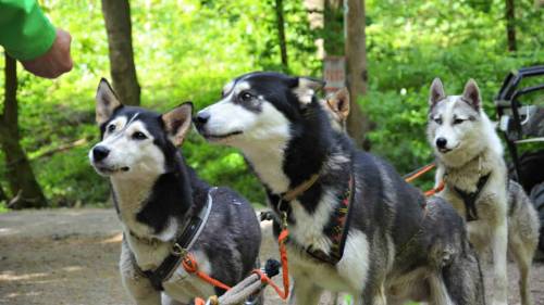 Husky kutyafogat extra túra - Gyerekeknek (6 év alatt) 2
