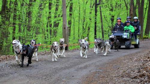 Husky kutyafogat extra túra - Gyerekeknek (6 év alatt) 3
