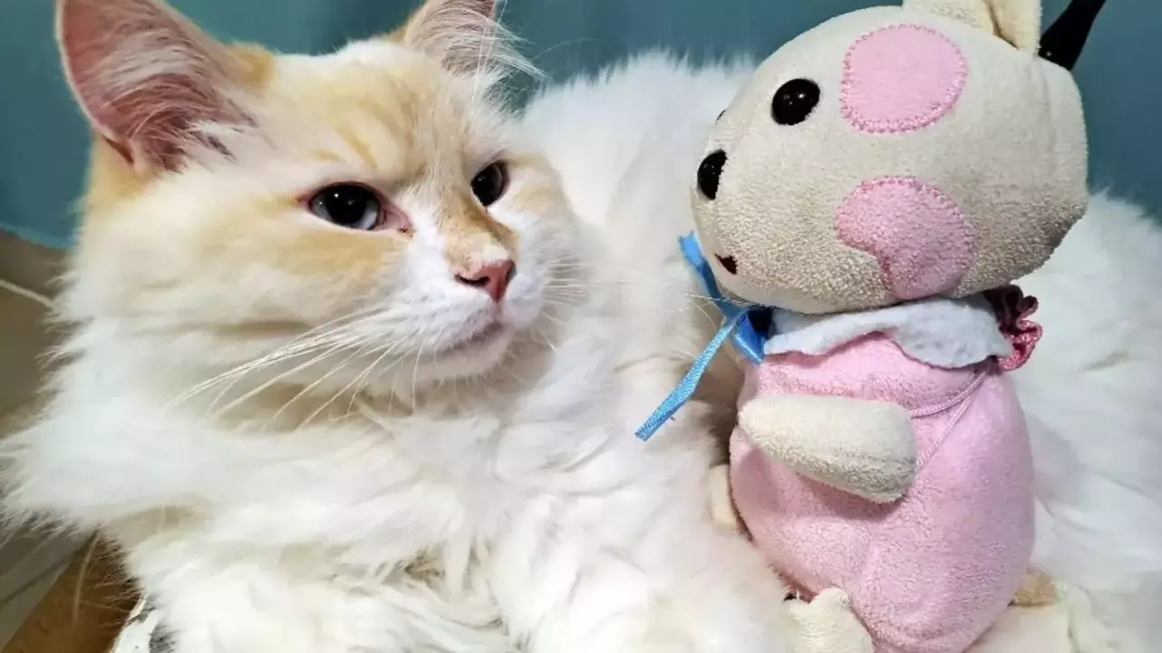 Páros randi élmény a Cat Museumban szuvenírrel! fő kép