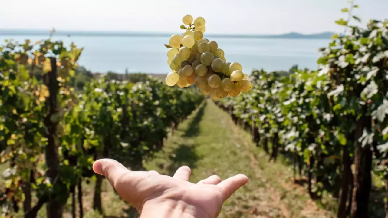 Birtokséta borkóstolóval – Kalandozás a tőkék között a Folly Arborétumban fő kép