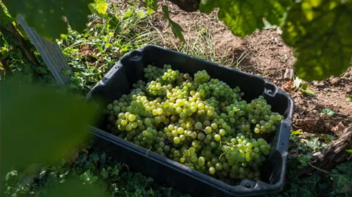 Birtokséta borkóstolóval – Kalandozás a tőkék között a Folly Arborétumban 5