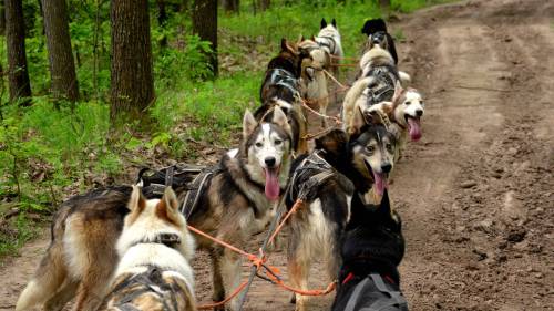 Husky kutyafogat extra túra - Gyerekeknek (6 év alatt) 6