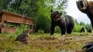 Medveles Tusnádfürdőn - Kihagyhatatlan élmény a vadon rajongóinak!