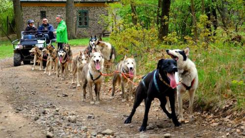 Husky kutyafogat extra túra - Gyerekeknek (6 év alatt) 7