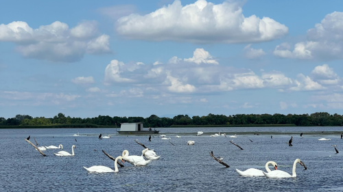 Természet, élmények, szabadság! – Tisza-tavi kenus vízitúra (Családi) 5